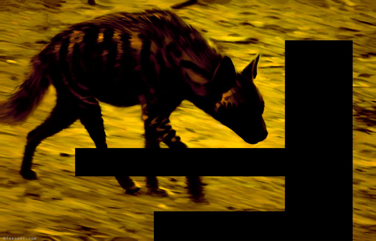 Hyena sniffs at abstract art painting; artist Roland Faesser, sculptor and painter 2014