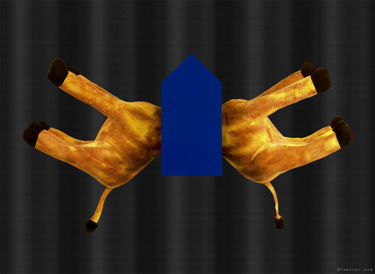 Two giraffe heads stuck in the house; artist Roland Faesser, sculptor and painter 1999