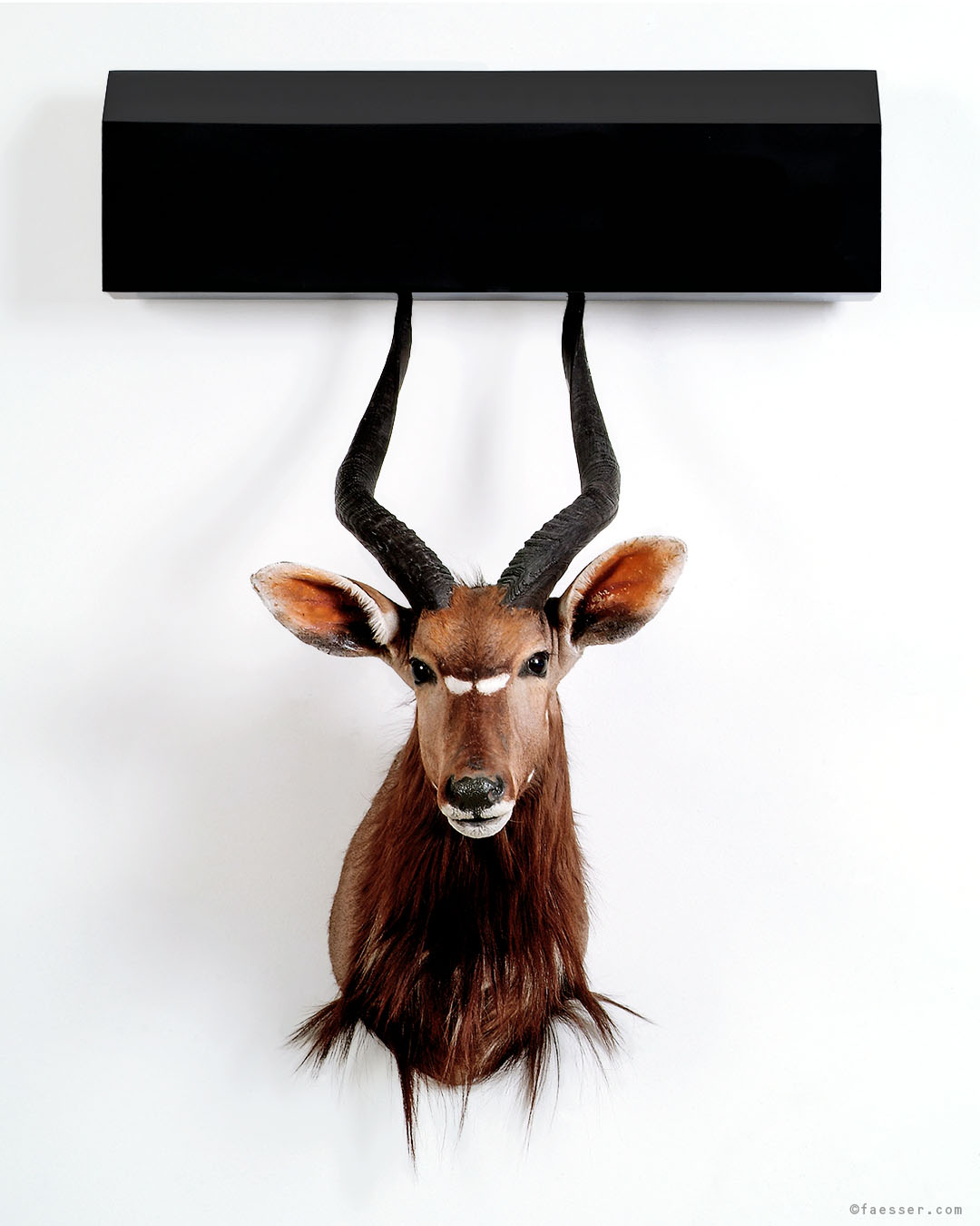 Stuffed Antelope trophy with a skewered black house on the antlers, Roland Faesser 2005