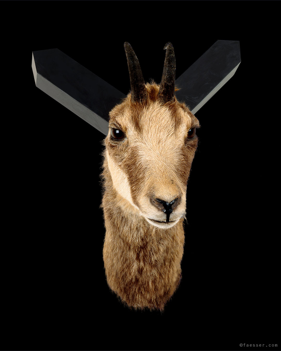 House Listener: taxidermically stuffed chamois trophy with mutated ears as houses; work of art as figurative sculpture; artist Roland Faesser, sculptor and painter 1997